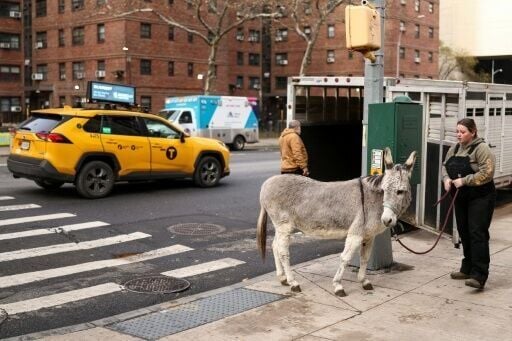 When Wanda is scheduled for several opera roles in a short period, she lives at stables in the Bronx to minimize her time on the road -- otherwise she resides in upstate New York