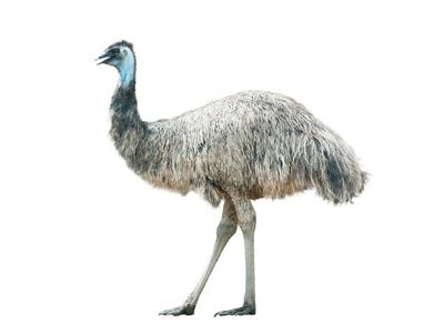 emu