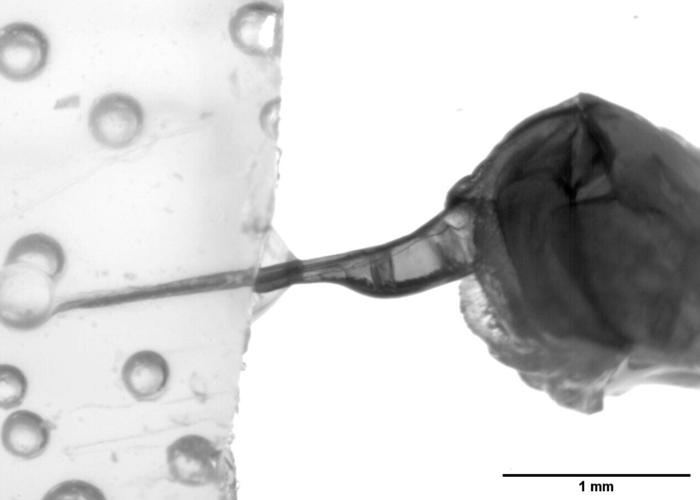 Honey bee’s “remarkable” stinger is tiny double-piston venom pump, reveals study