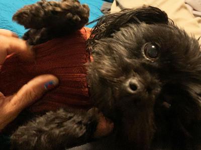 Liz Desmarais of Festus says her Yorkiepoo, Indie, loves to cuddle.