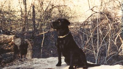 Joanne Middleton's Lab, Brody.