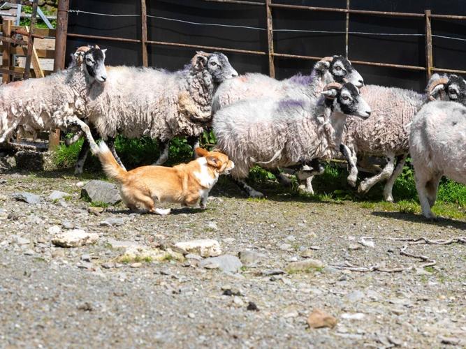 corgi_featured