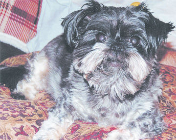 Becky Manning's dog, Presley