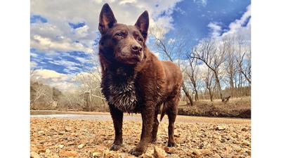 David Breece, 73, of Festus won first place for a photo of his beloved dog, Nora Mandolin, and will receive a $100 prize.