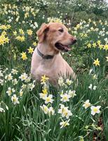 Pet Spot: Cruiser remembered as good friend