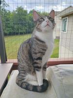 Pet Spot: Owner says Thumper the cat needs to stay active