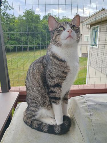 Pet Spot: Owner says Thumper the cat needs to stay active