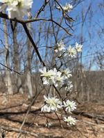OUTDOORS: Buyback program aims to eliminate pear trees