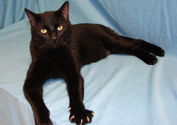 Benny the cat is up for adoption at the Jefferson County Animal Control shelter