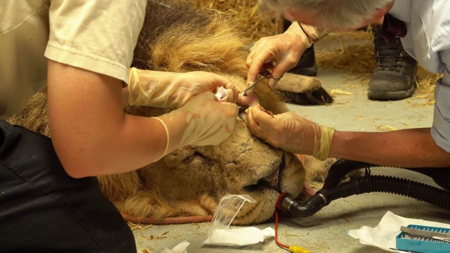 Vets carry out delicate eye operation on rare lion at UK zoo