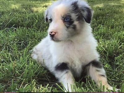 Tracey Simpson of Festus sent in this photo of her blue merle Australian shepherd.