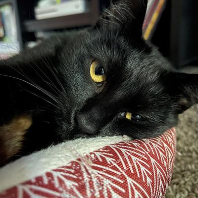 Pet Spot: Black cat Wendy is enjoying life in her Pevely home