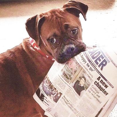 Promo dog with paper in mouth web