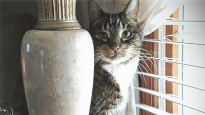 Mike and Mary Koch's late cat, Whistle Britches