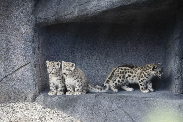 Adorable scenes show snow leopards getting vaccinations