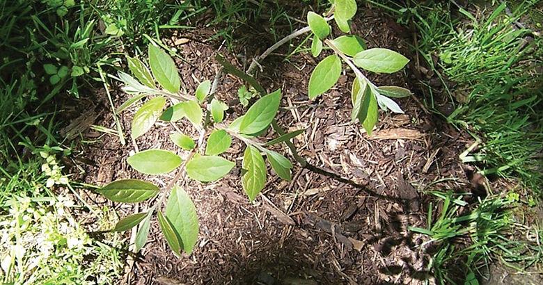 OUTDOORS: Conservation opportunities to help environment