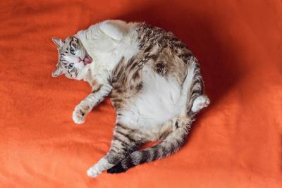 New GLP-1 Implant May Help Overweight Pets, Study Underway