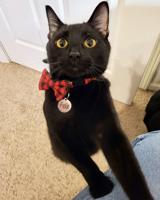 Pet spot: Felix, the ‘spastic’ cat