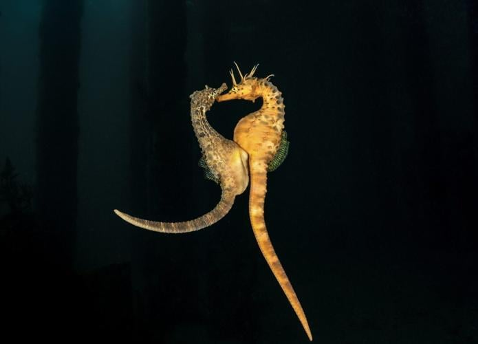 Winners of the Underwater Awards Australasia photo contest announced