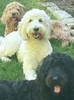 Pet Spot: Goldendoodles caught in sync for photo