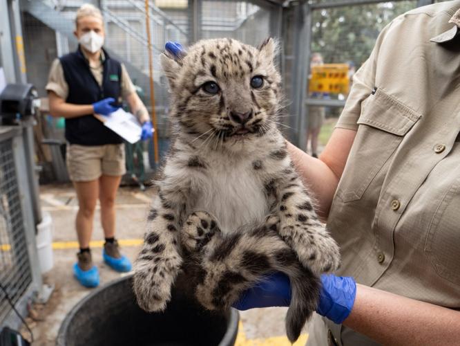 Adorable scenes show snow leopards getting vaccinations