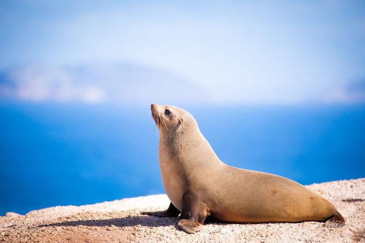 Seals get their hearts racing to “detox” after exhausting hunting trips at sea