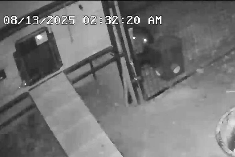 MDC reminds residents not to feed bears after one spotted in Festus