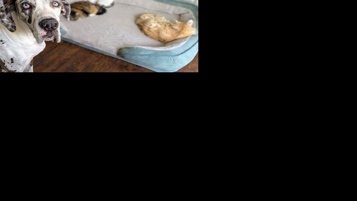 Kim Myerscough of Eureka earned first place in last year’s contest with this picture of her 4-year-old Great Dane, Phoebe, with her cats.