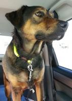 PET SPOT: Animal rescue volunteer is searching for lost dog’s owners