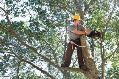 Coleman’s Tree Service