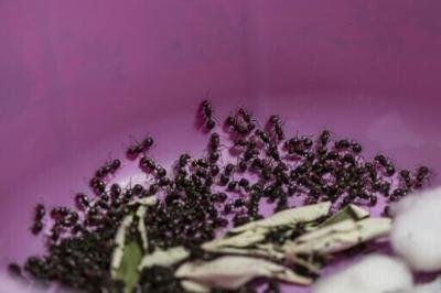 The ants were displayed in a bucket in court