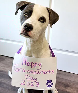 Pet spot: Lucky called loveable mix by owner