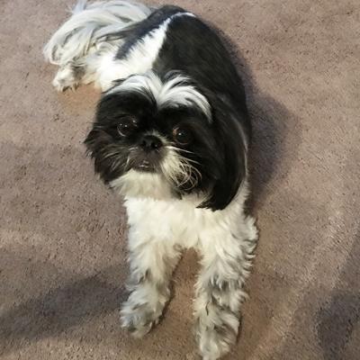 Kayla Patek sent in photo of dog, Bo