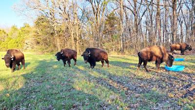 Peggy Ladd posted this photo of the five roaming bison the night of Wednesday, April 12 on her farm’s Facebook page when the sixth bison, Illini disappeared.