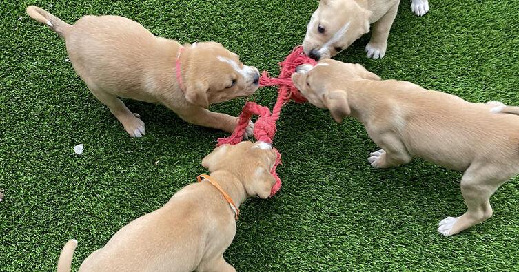 Animal Control reunites abandoned puppies with parents - Vimarsana News