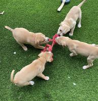 Animal Control reunites abandoned puppies with parents