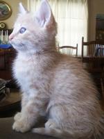 Pet spot: Peanut the cat is feisty, but sweet