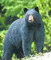 Agents investigate bear sighting reports, offer tips for being “bear aware”