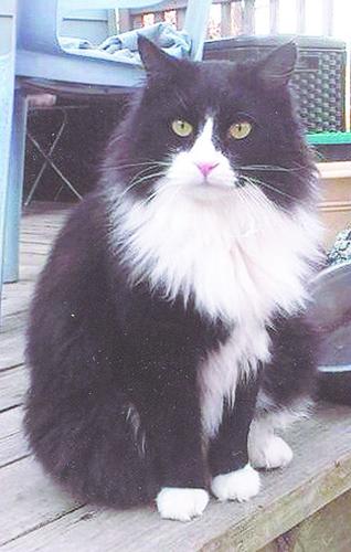 The Bob Tynal family of De Soto rescued stray cat, Tizzy.