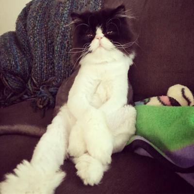 Pet Spot Morty The Cat Is A Grump Pet Photos Myleaderpaper Com