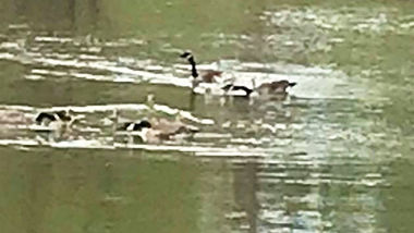 These geese were rescued this morning along I-55 in Arnold and relocated to this lake at Arnold City Park.