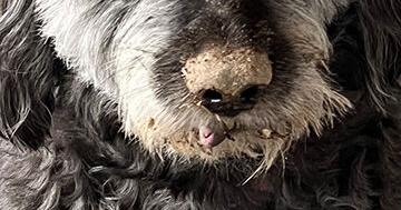 Pet Spot: Dana Marie adept at catching moles