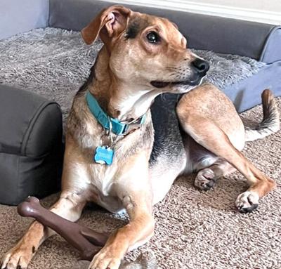 Pet Spot: Riley has energy to burn