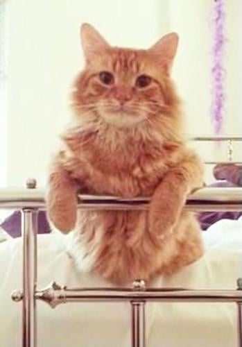 Leader sales rep Kaylie Scarpati of Festus sent in this photo of her cat, Charlie, 15