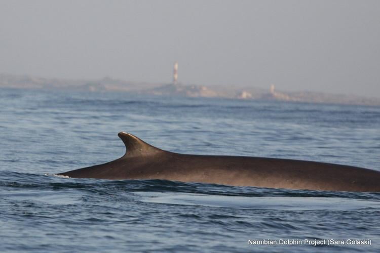 Increased sightings of world’s two largest whale species offers fresh survival hope