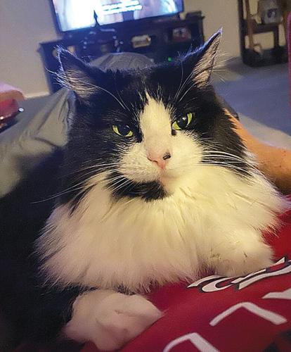 John Winkelman's cat