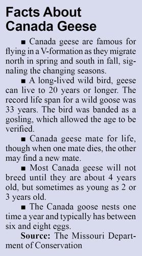 Jefferson College deals with canada geese | Local News | myleaderpaper.com