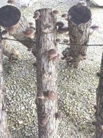 Grilled Shitake Mushrooms