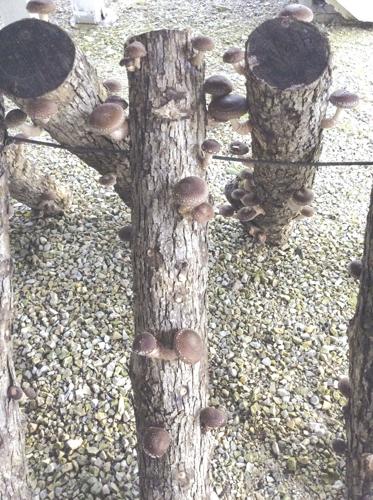 Grilled Shitake Mushrooms