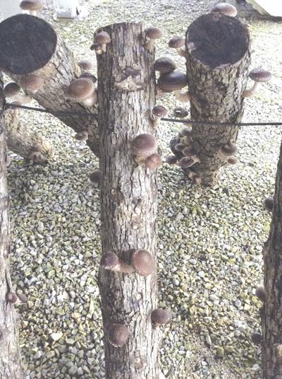 Grilled Shitake Mushrooms